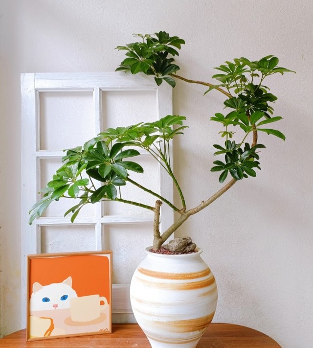 ヤドリフカノキ 育て方｜おしゃれな家具通販ならMUTUKIへ