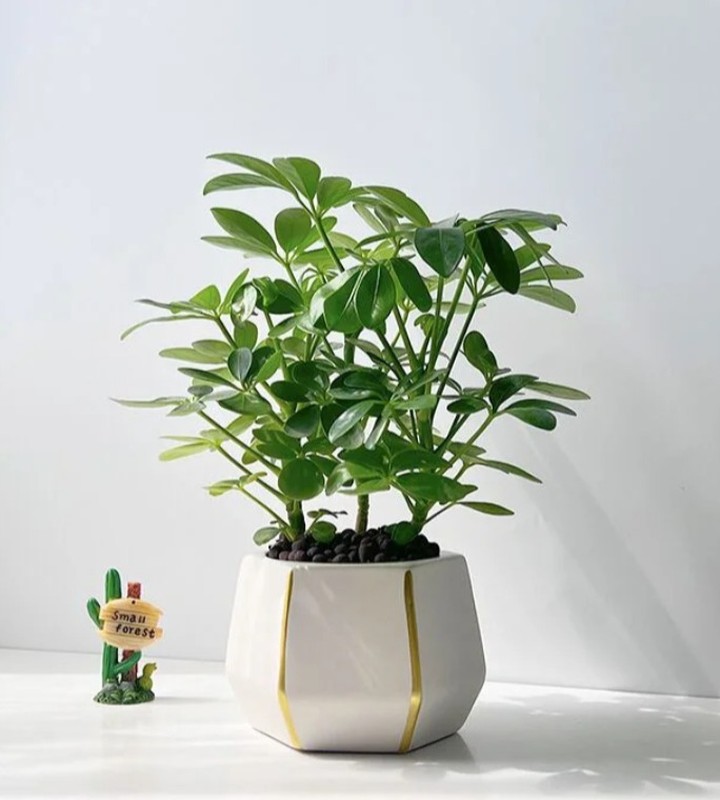 ヤドリフカノキ 育て方｜おしゃれな家具通販ならMUTUKIへ